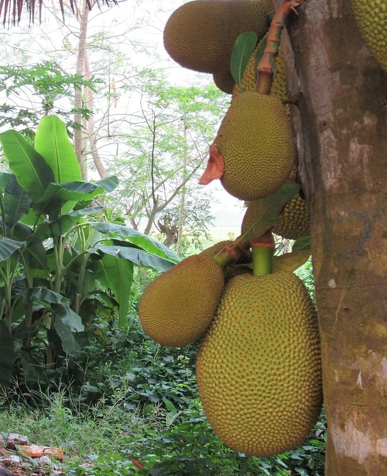 Скрин фото из Интернета - растут джекфрут