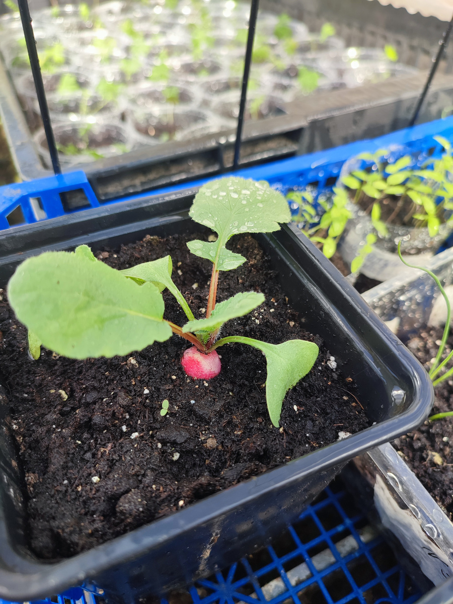 26 марта.Редис Селеста. 22 дня от посадки 