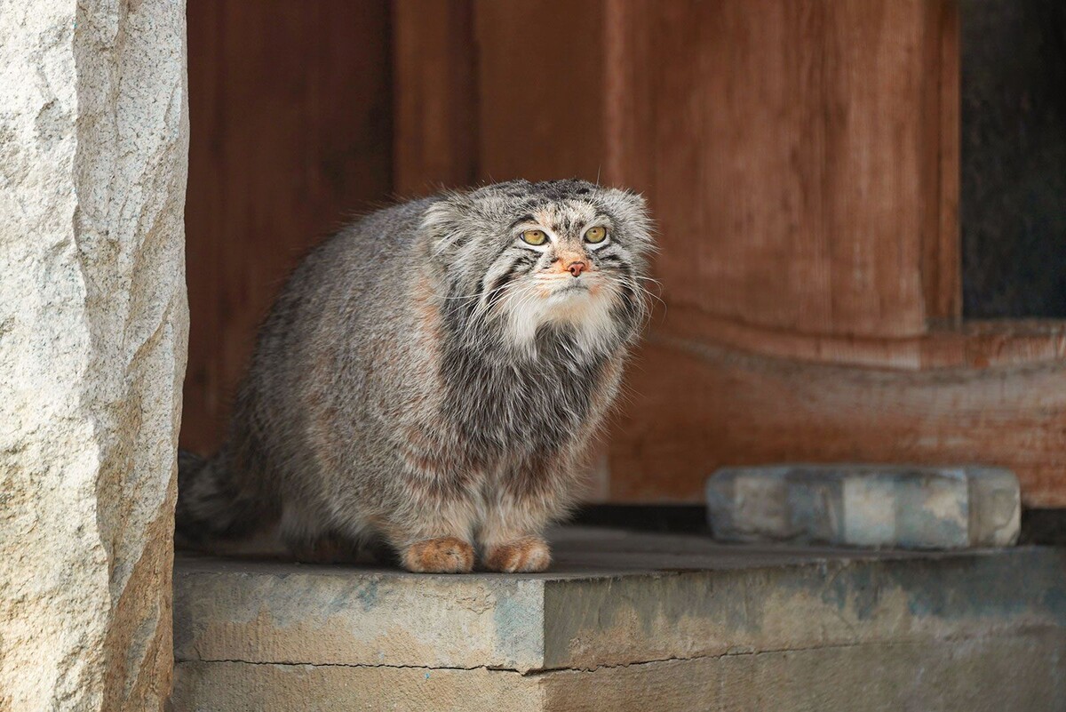    Манул Тимофей начал разжировку к лету