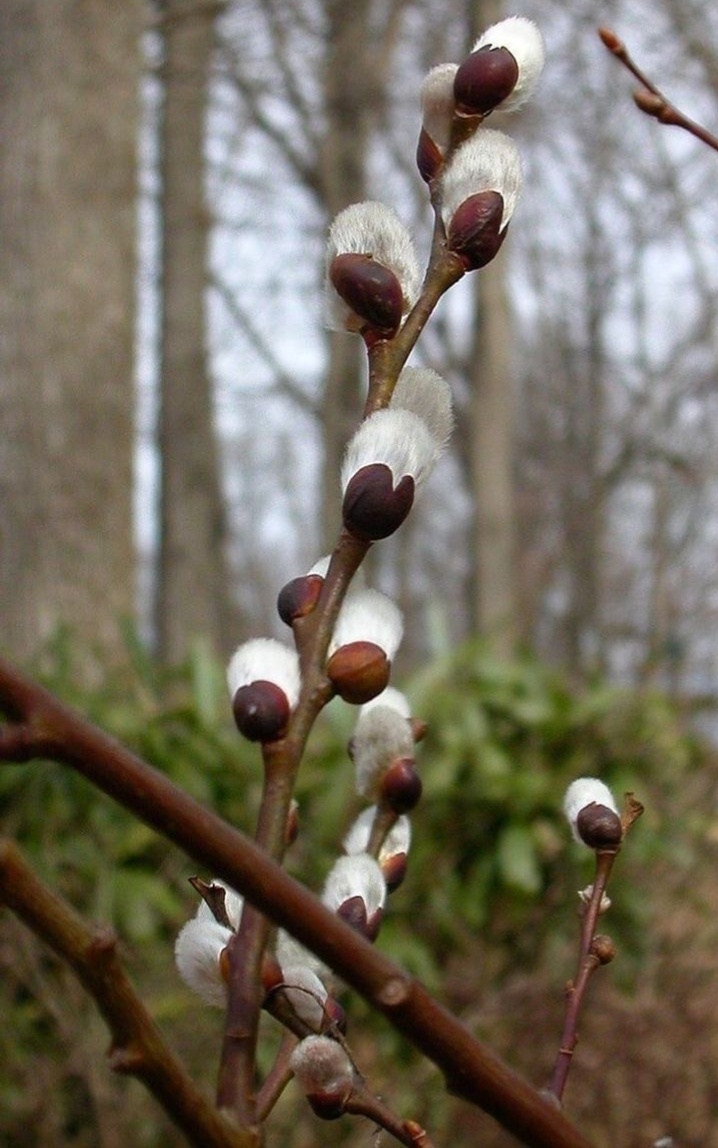 Ива козья ( верба) 
