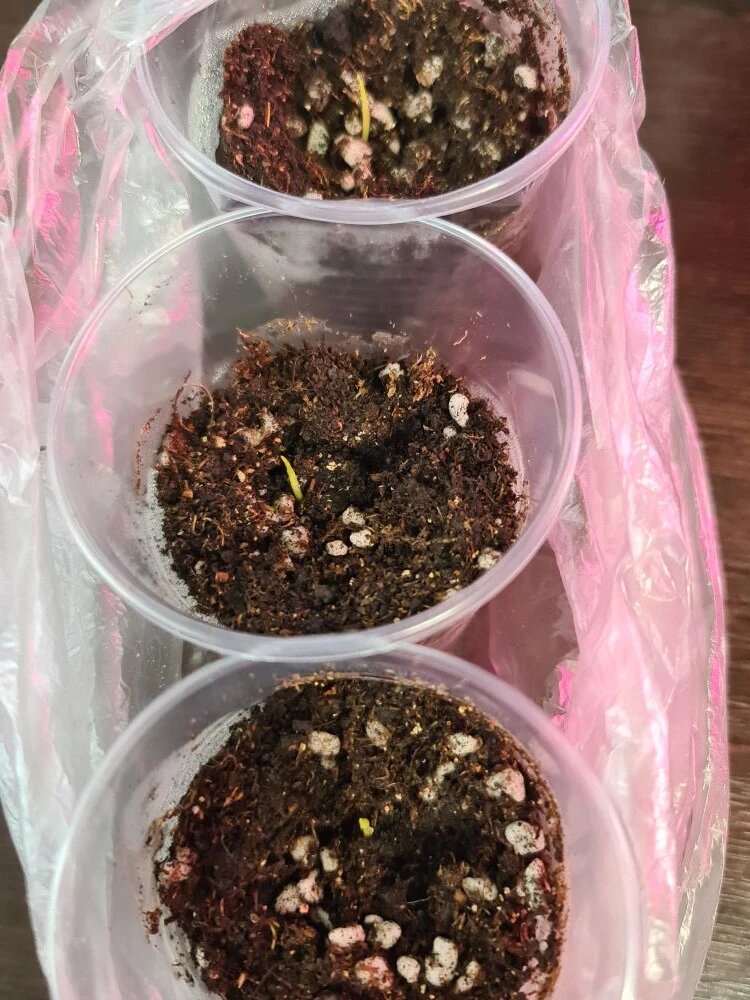 Всходы пеннисетума. Посеяла 23 марта, первые всходы 25 марта.