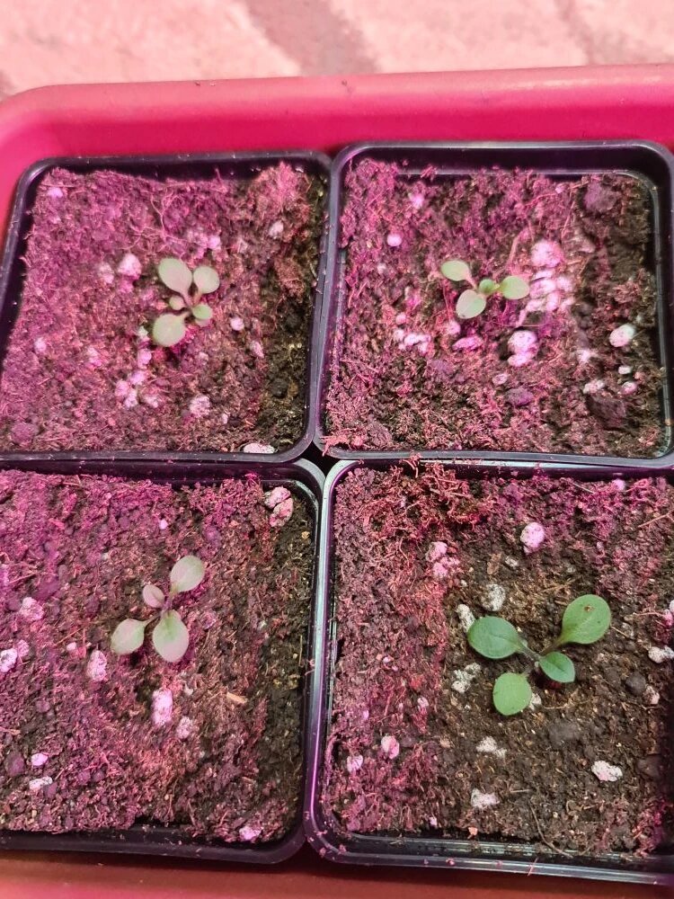 Петуния. Посев 9 марта.