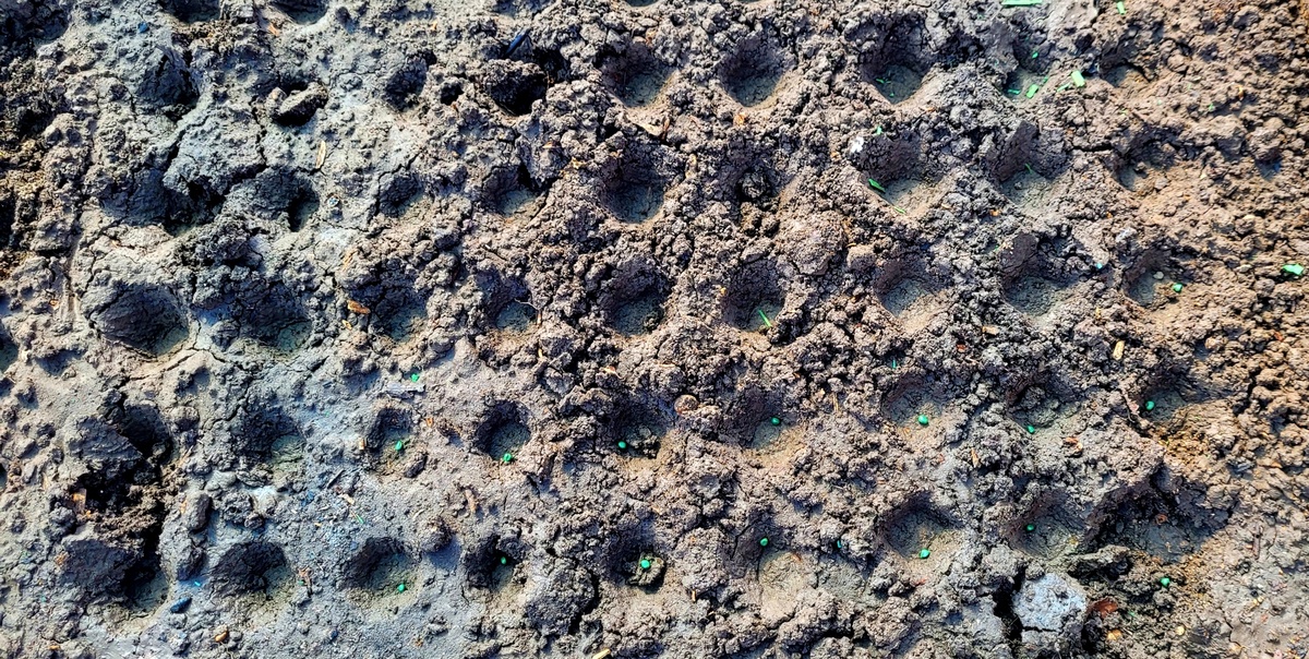 Здесь будет редис