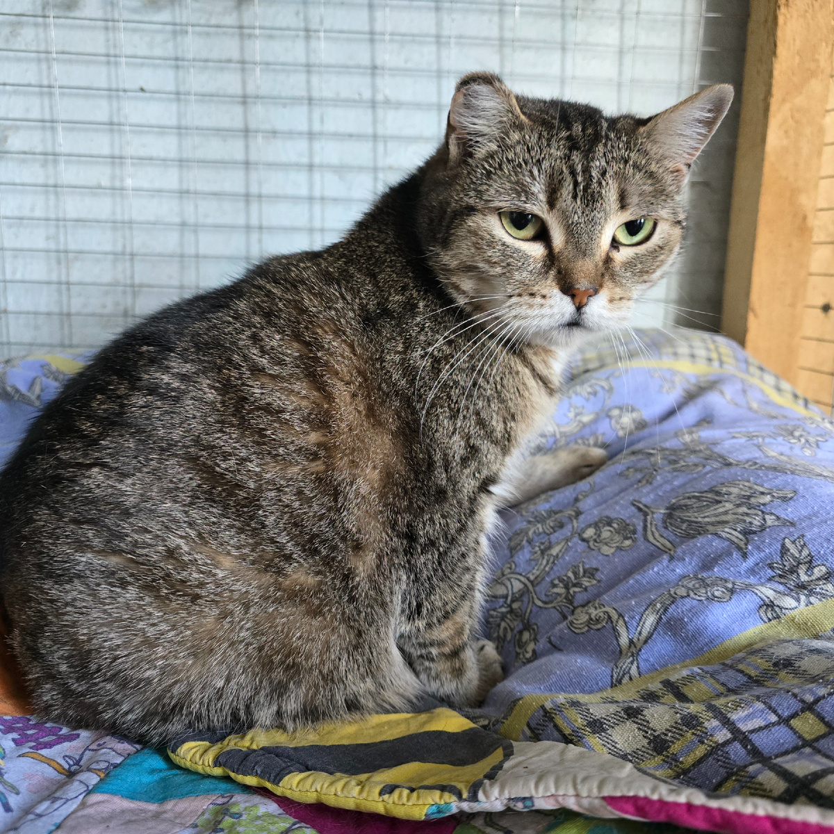 грустные глаза полные тоски и ожидания