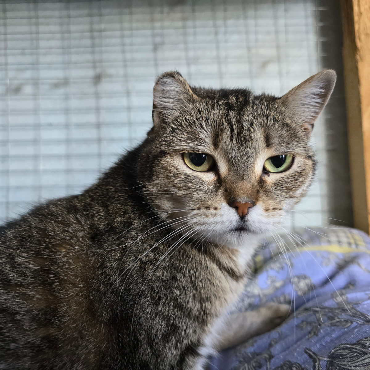 взгляд прямо в душу с тихой мудростью