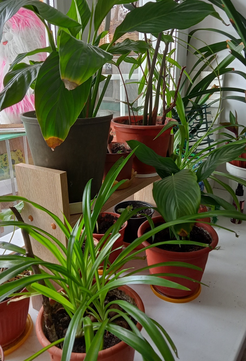 Лечу и пересаживаю цветы. 