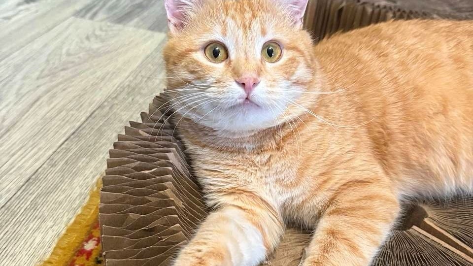 История Доцента. От холода под машиной — к надежде на дом