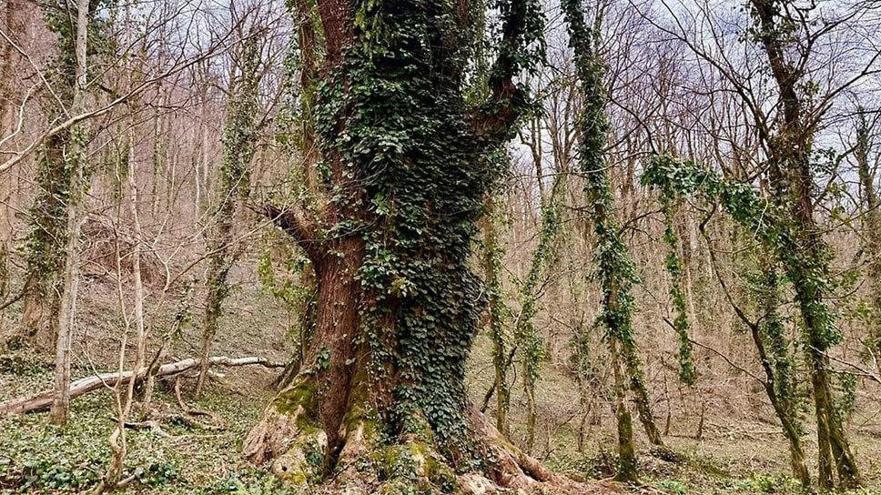 Фото: пресс-служба Сочинского нацпарка