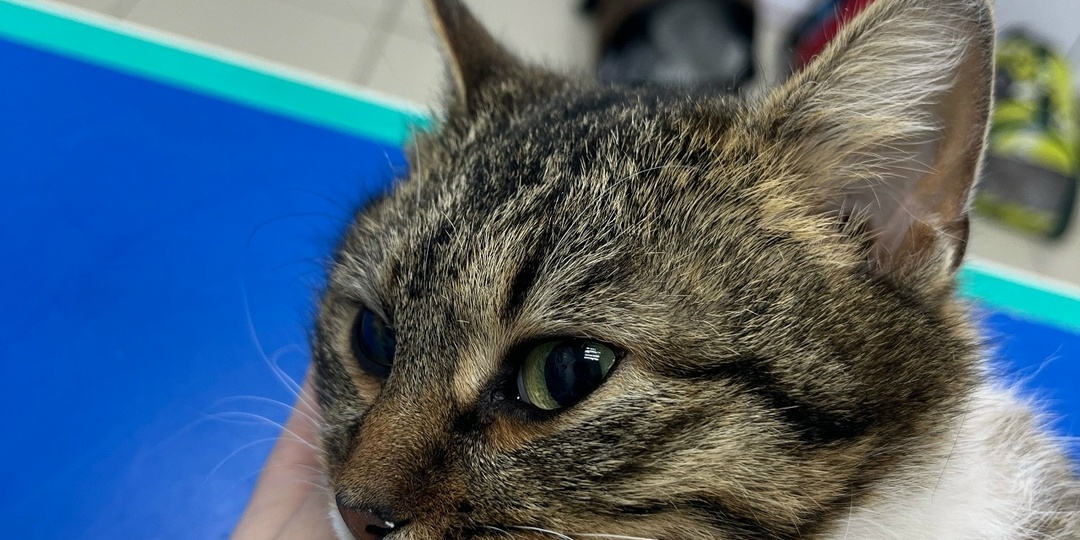 В это воскресенье мы стерилизовали 8 кошек из Ковылкина