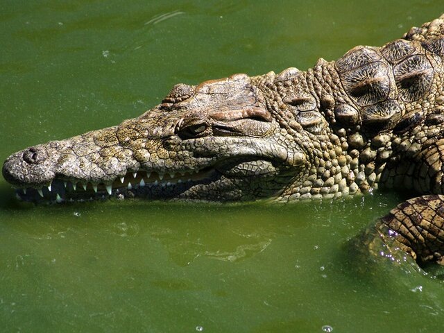    Фото: 123RF.com/dandamanwasch