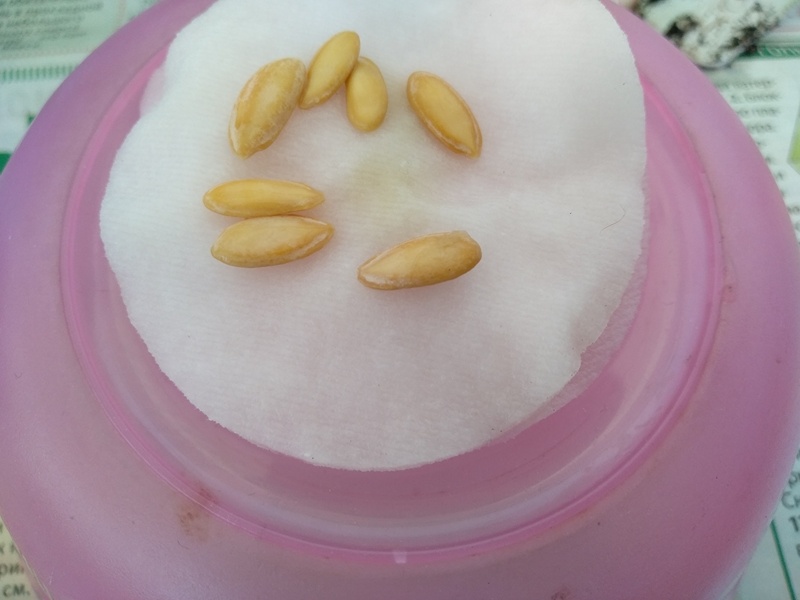 7 семян дыни готоовы к посеву