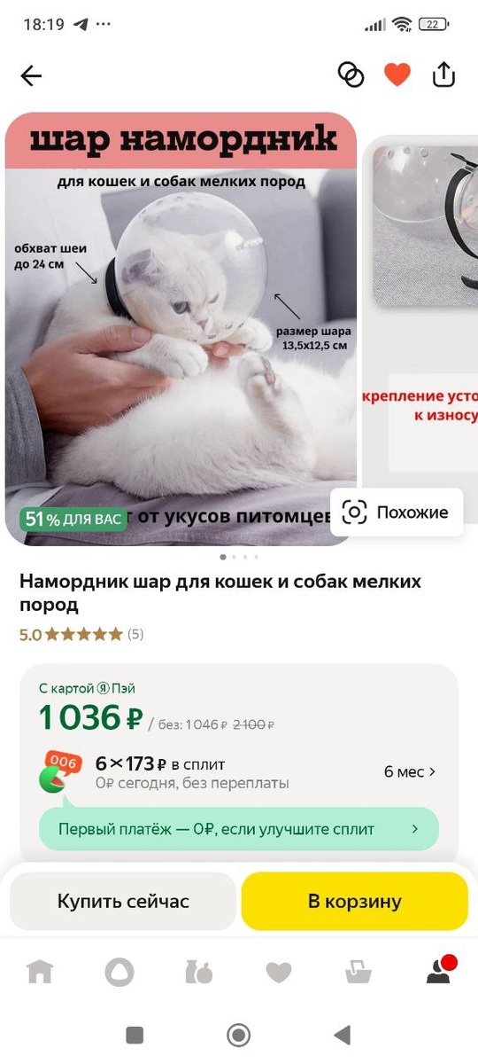 Вы только посмотрите, как «доволен» кот! Сколько смирения, обреченности во взгляде. А ещё, думаю, он вынашивает план мести. 