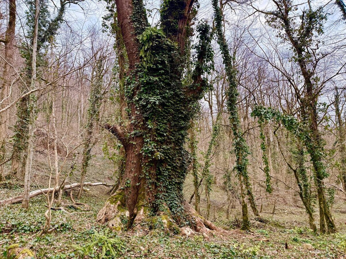    Фото: Шамиль Кобж/Сочинский национальный парк