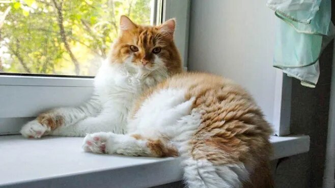 Простые вещи: что купить в квартиру, чтобы кошка точно не будила ночью