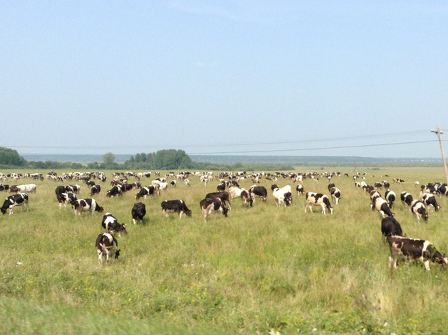 Убой скота в Новосибирской области завершен, власти говорят о мутации пастереллеза