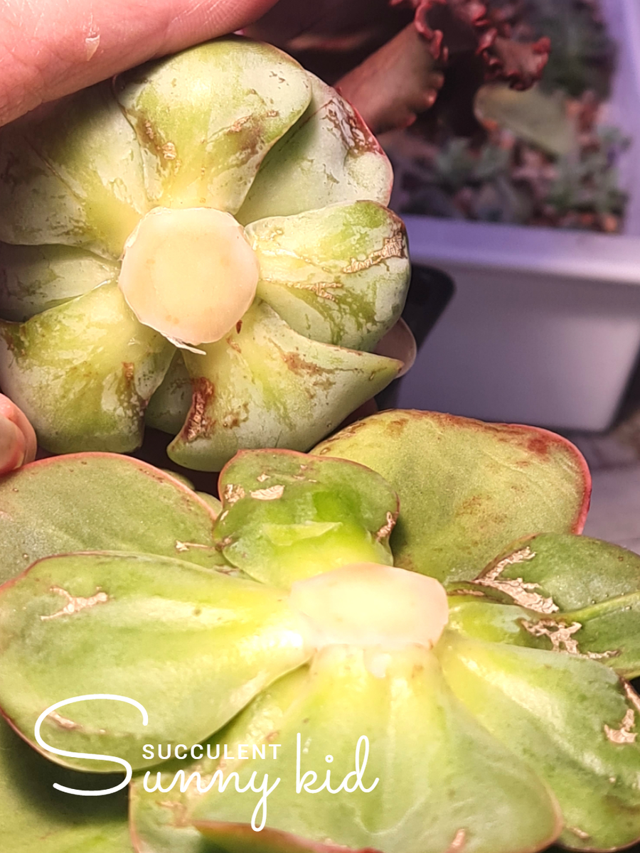 Эхеверия Peach Pride