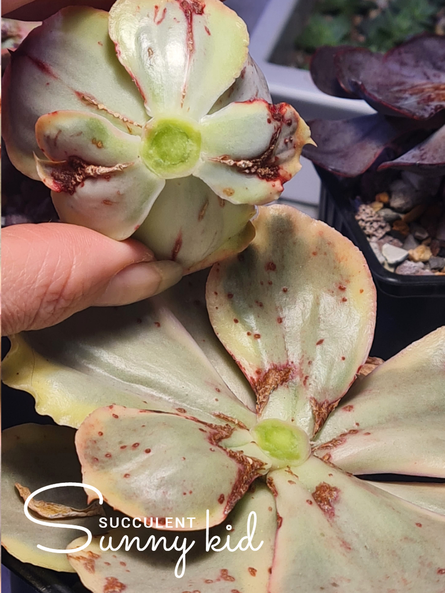 Echeveria 'Ice Age var.'