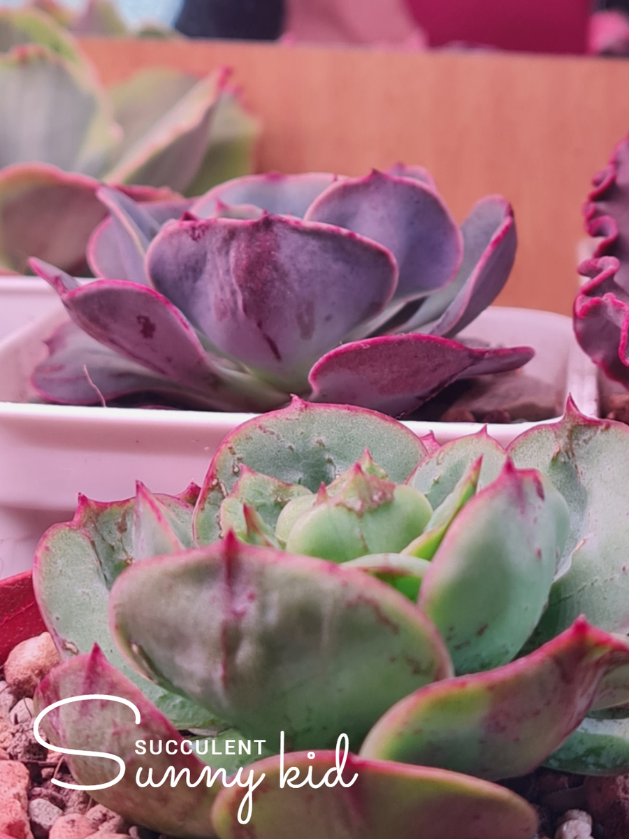 Ближний Эхеверия Peach Pride, дальний Echeveria "Muesli"