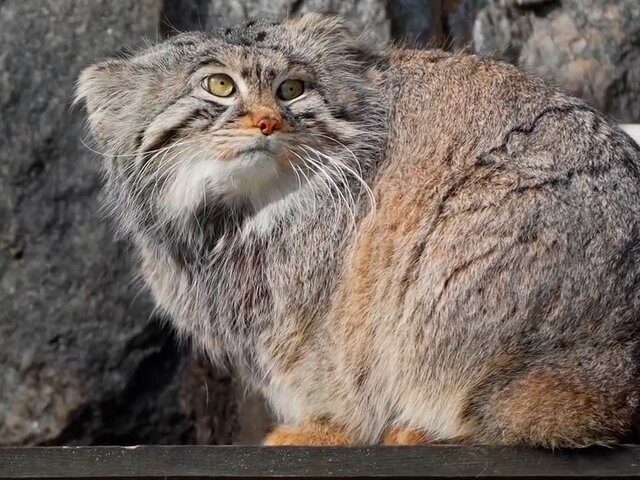    Фото: MAX/"Московский зоопарк"