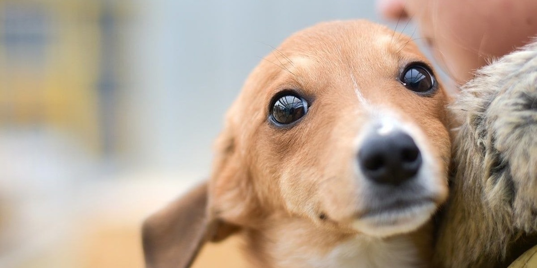 ПРИЮТ ОСТАЛСЯ БЕЗ КАШИ