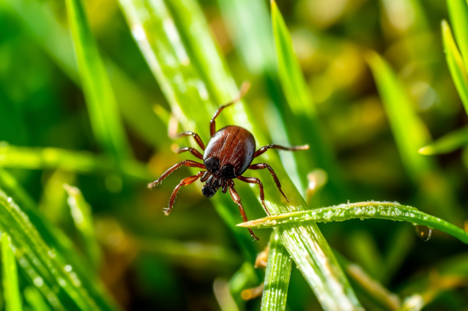    Shutterstock/FOTODOM