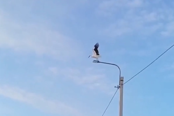    Каждое утро Гера встречает на вершине столба и радует своим присутствием местных жителей