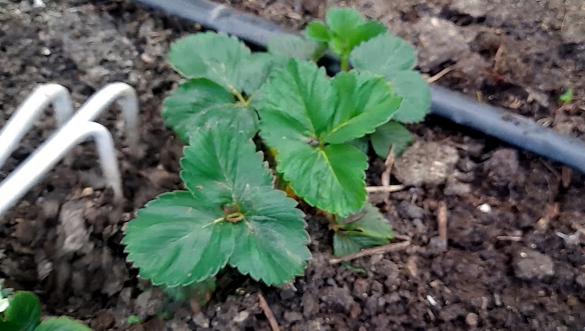 Идеальный СТАРТ для КЛУБНИКИ: Как ухаживать за клубникой весной, чтобы получить богатый урожай.Фото автора