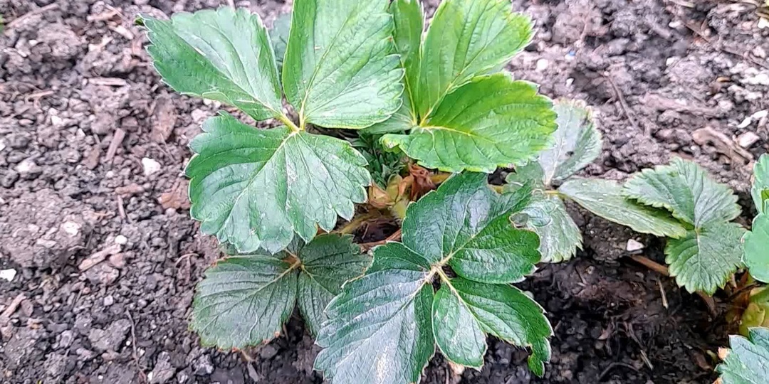 Идеальный СТАРТ для КЛУБНИКИ: Как ухаживать за клубникой весной, чтобы получить богатый урожай