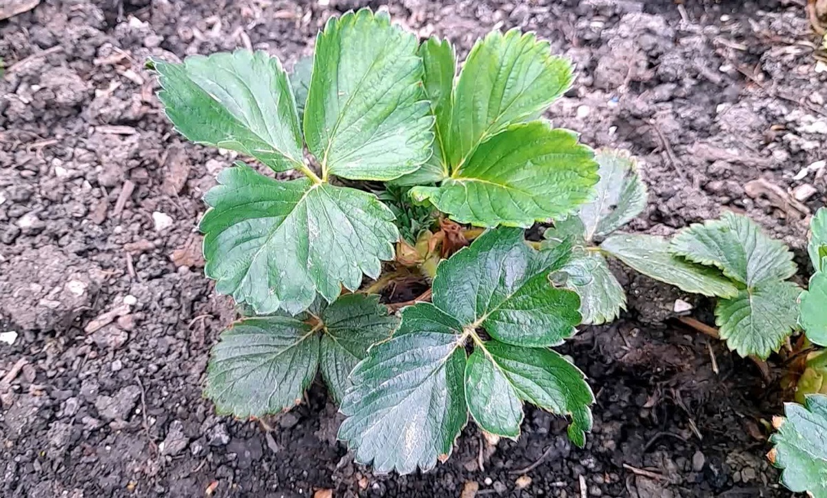 Идеальный СТАРТ для КЛУБНИКИ: Как ухаживать за клубникой весной, чтобы получить богатый урожай.Фото автора