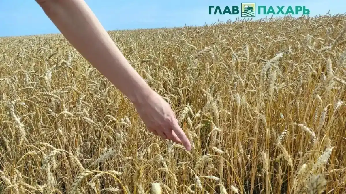 Фото: © Артем Борисов / Glavpahar.ruВнедрение цифровых технологий позволяет предприятиям АПК Ростовской области частично нивелировать потери