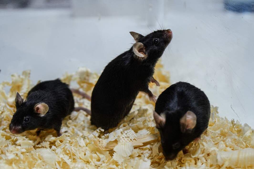 Фото: ИЗВЕСТИЯ/Анна Селина