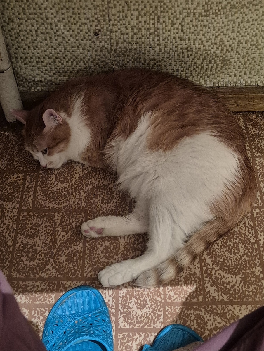 зачем валяться под столом,