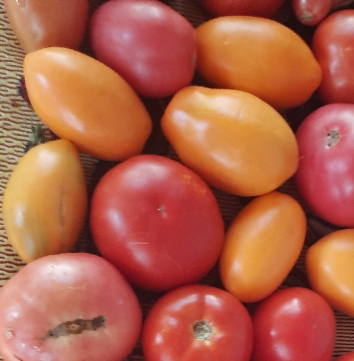 Вот эти " желтенькие" - наши любимцы))