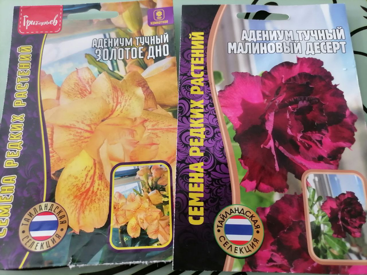 Семена адениума обесум, фото автора