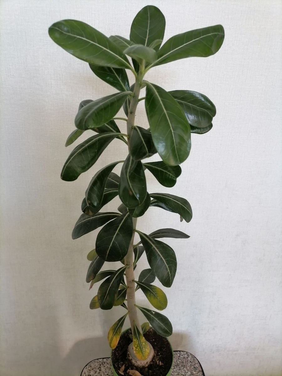 Адениум обесум в первый год после всходов из семян