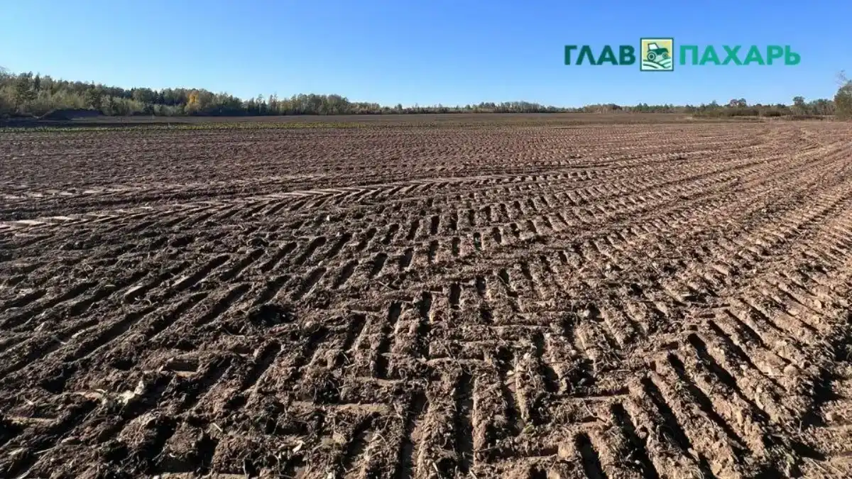 Фото: © Анна Ясюкевич / Glavpahar.ruФотография носит иллюстративный характер 