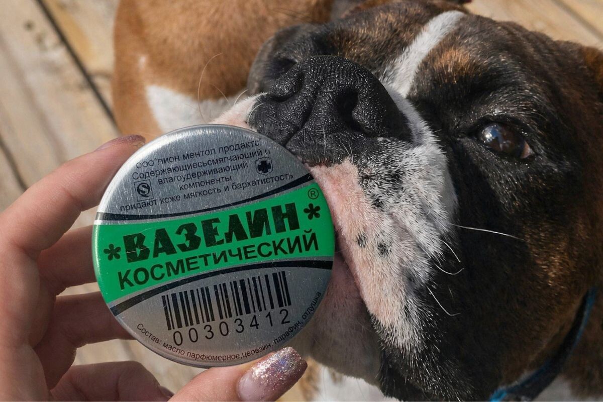 Можно ли мазать нос собаки вазелином