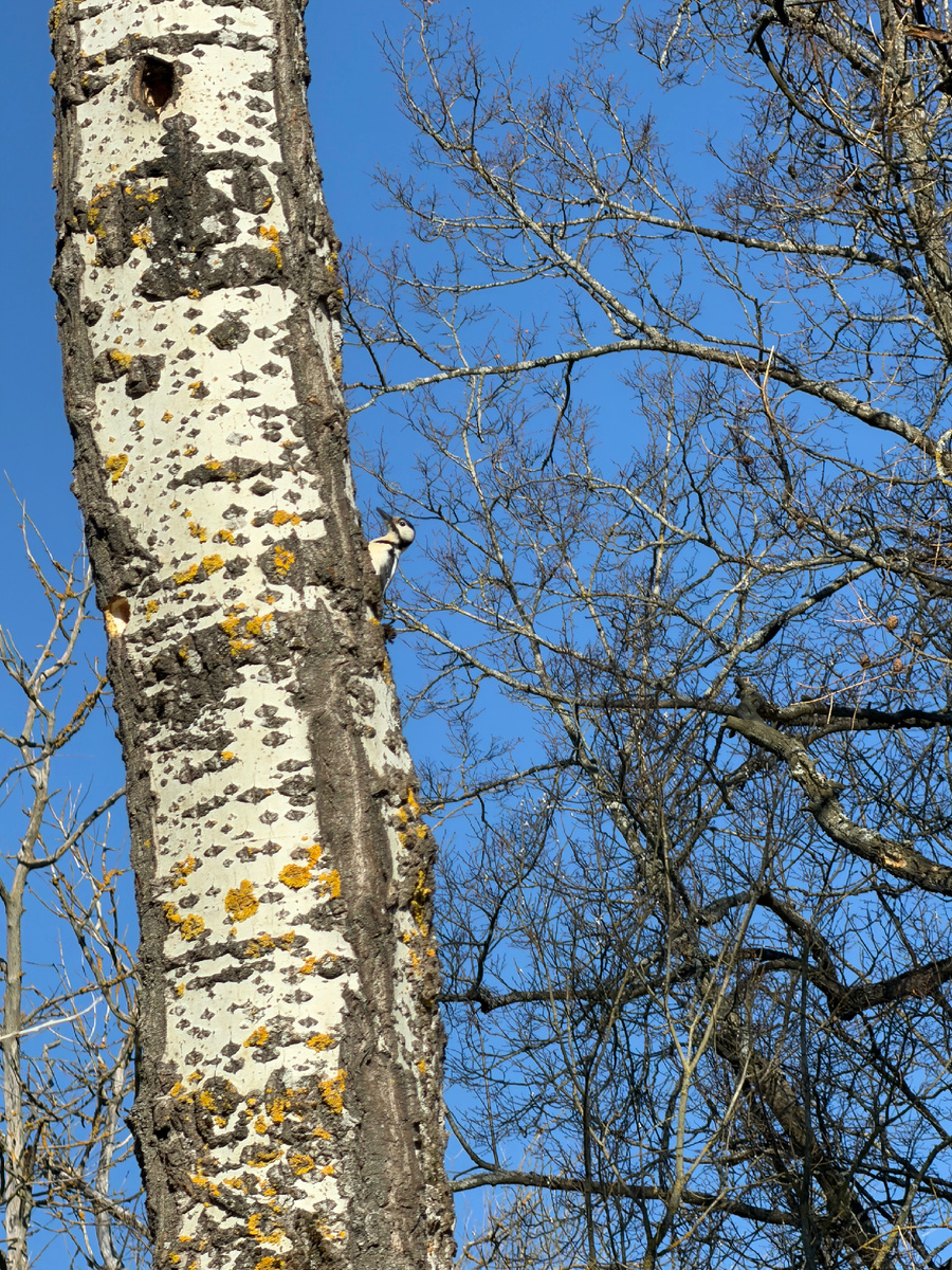 Дятел на березе