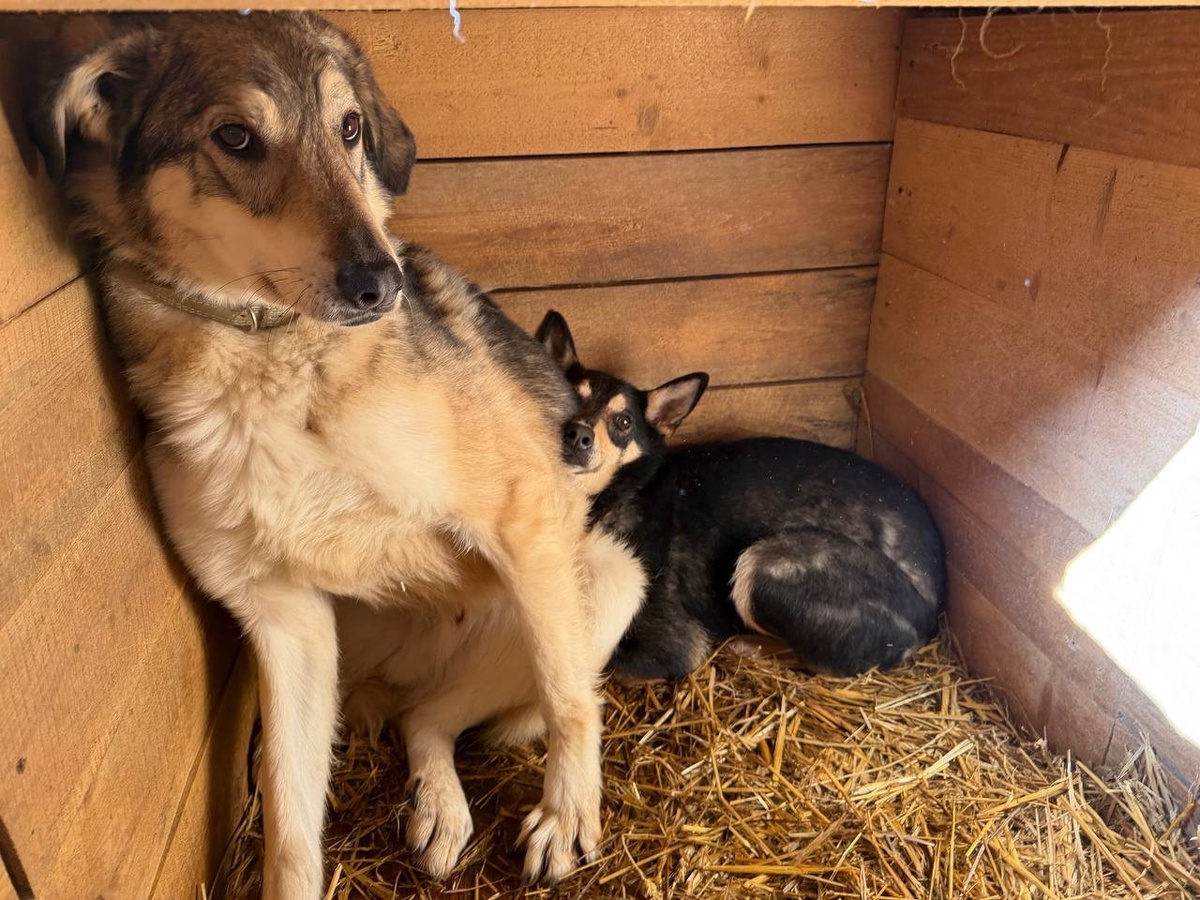 они живут в вольере Б172