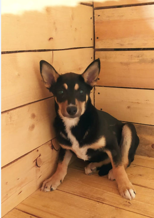 Личи-щенок, в карантине приюта.