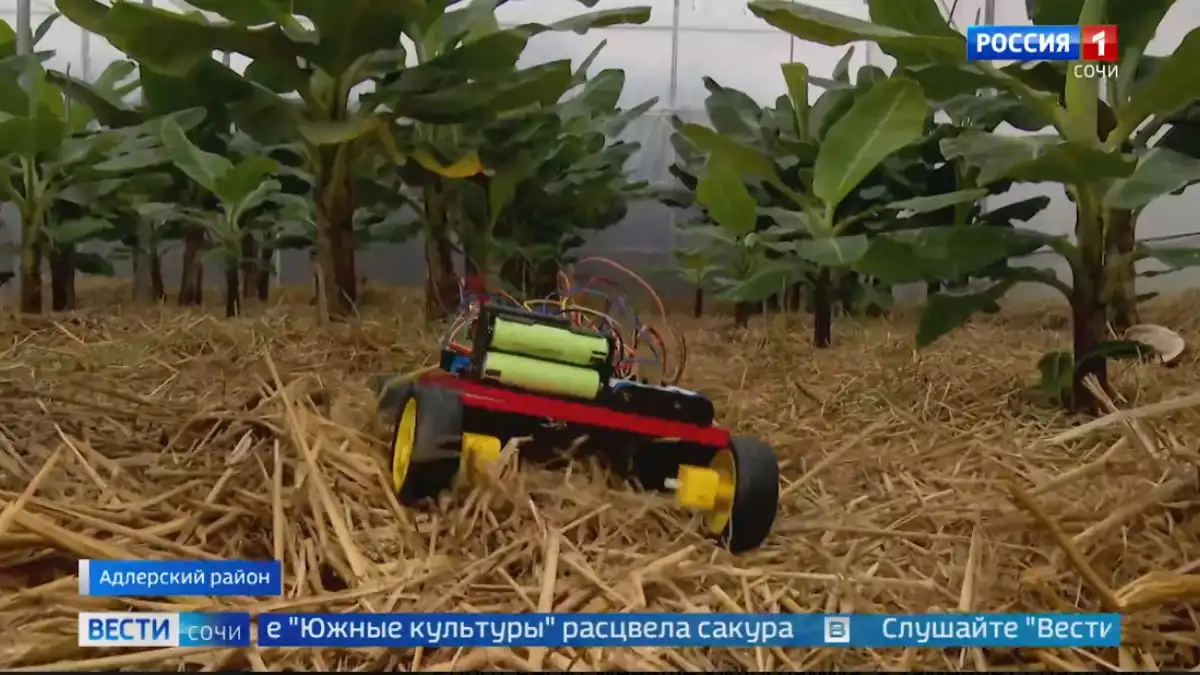 Фото: Скриншот с видео из новостного видеосюжета в telegram-канале «Вести Сочи»В РФ разработали робота-помощника, который будет следить за здоровьем бананов в Сочи