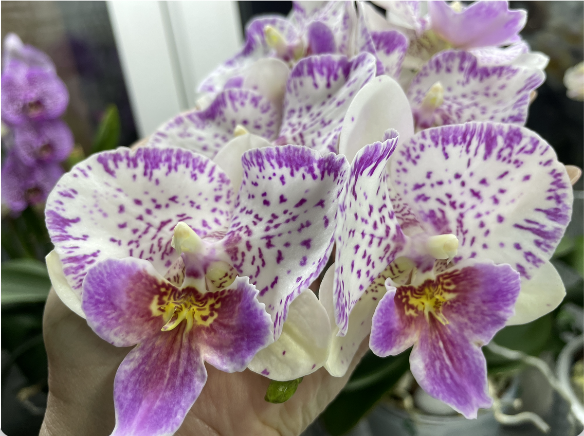 Орхидея фаленопсис Шалу Роуз - обозначается записью родительства: Phalaenopsis Shalu Rose × Yu Pin Fire Works. Орхидеи С Еленой Кузнецовой