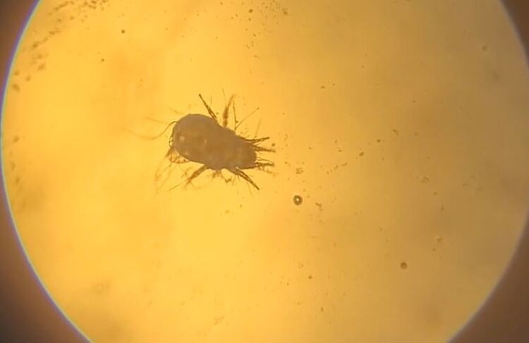    Фото: Филиал Россельхозцентра по Калужской области