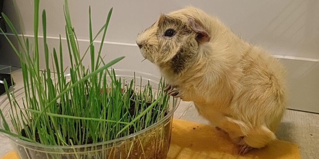 В Сколтехе создали единственную в мире дейтерированную морскую свинку