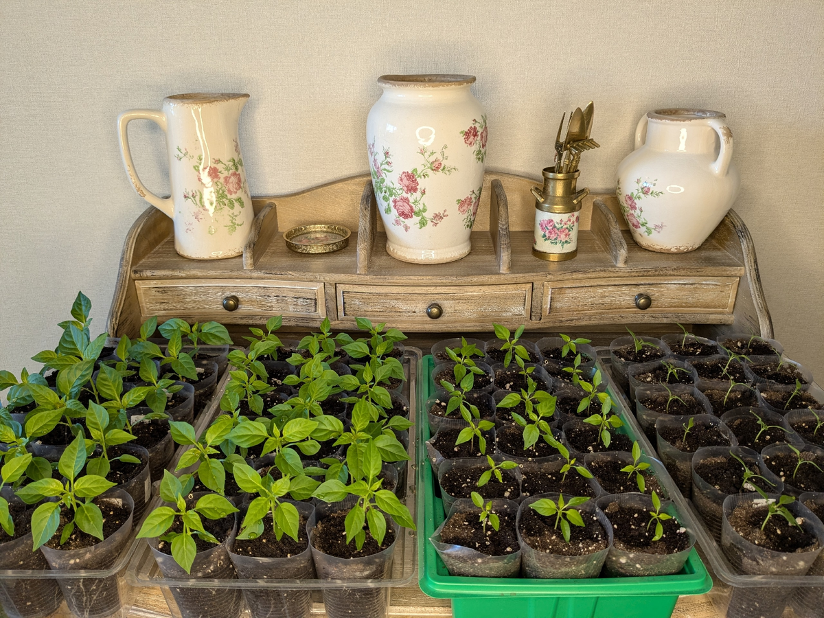 Рассада декоративных перцев на сегодняшний день