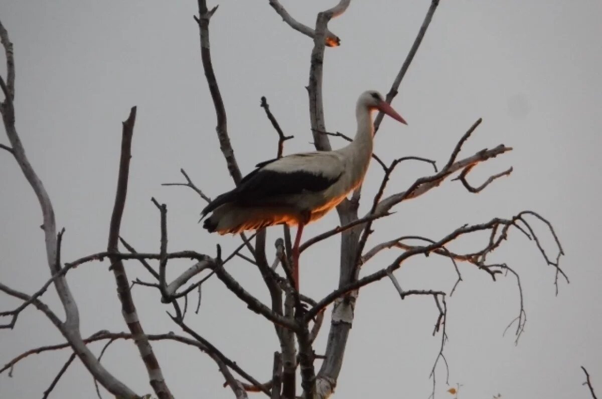   Аисты начали возвращаться в Воронежскую область после зимовки