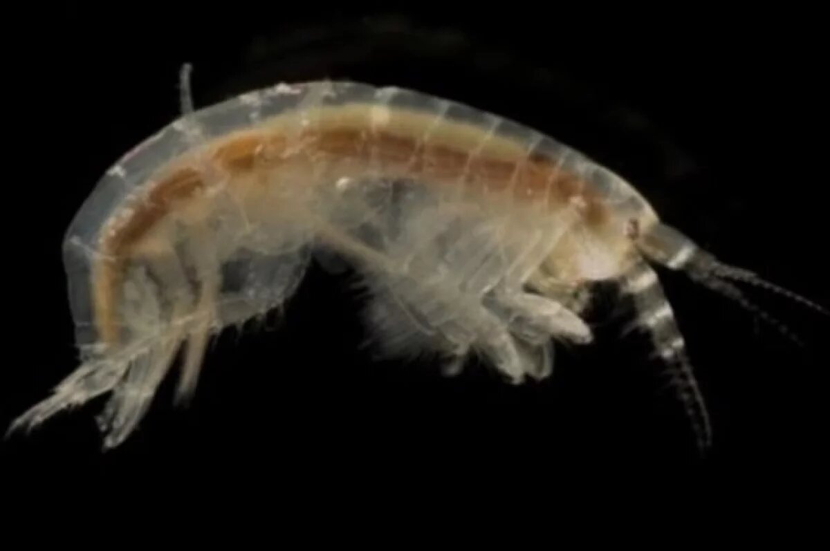    Севастопольские ученые выяснили, почему два вида рачков не уживаются вместе