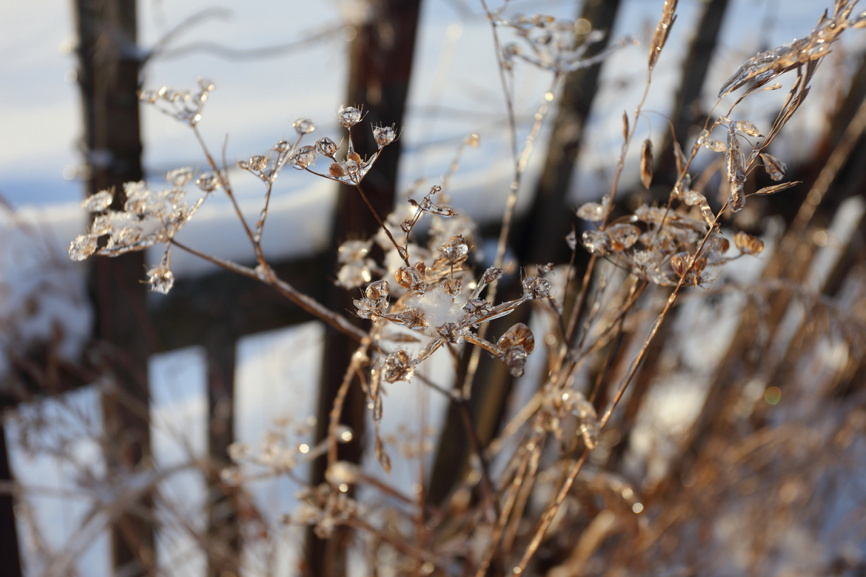 Хрустальная наледь на траве у деревянного забора зимой