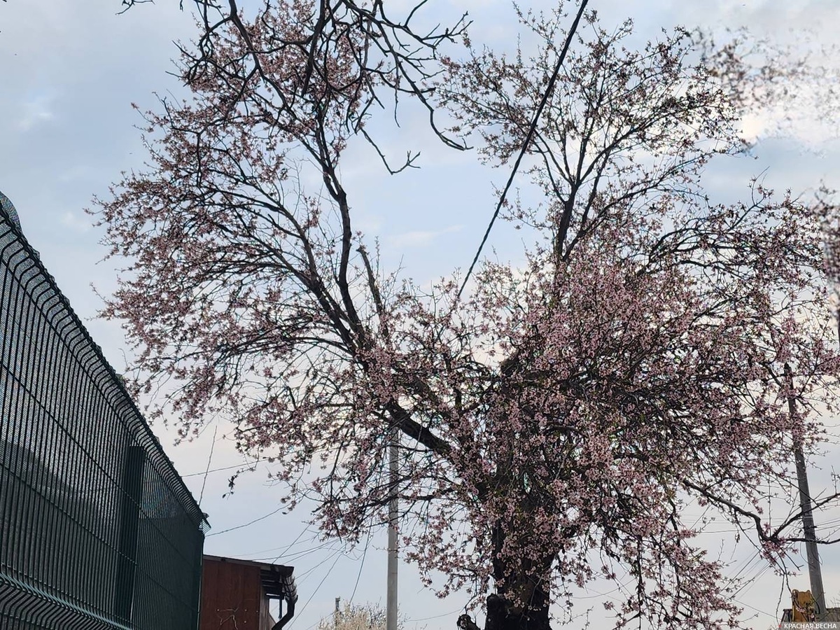     Цветущий абрикос    
© ИА Красная Весна