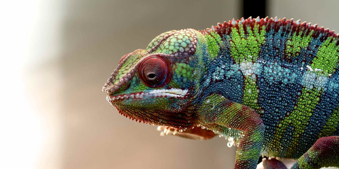 Гардероб на все случаи жизни: один день из жизни хамелеона